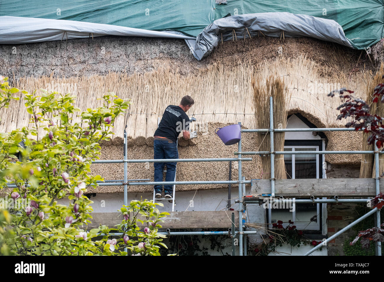 A tradional thatcher installing a new roof in Devon UK Stock Photo