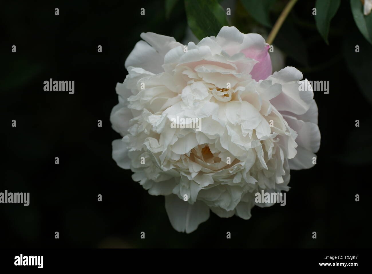 Paeonia Morning Kiss. Double pink peony flower. Paeonia lactiflora