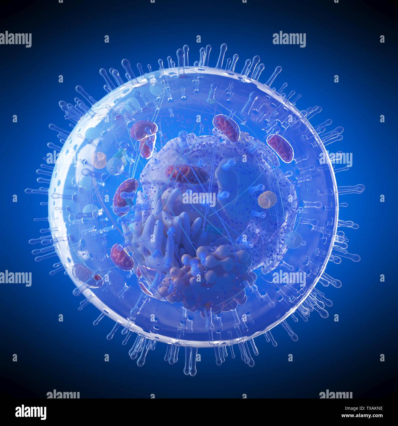 3d rendered medically accurate illustration of a human cell Stock Photo