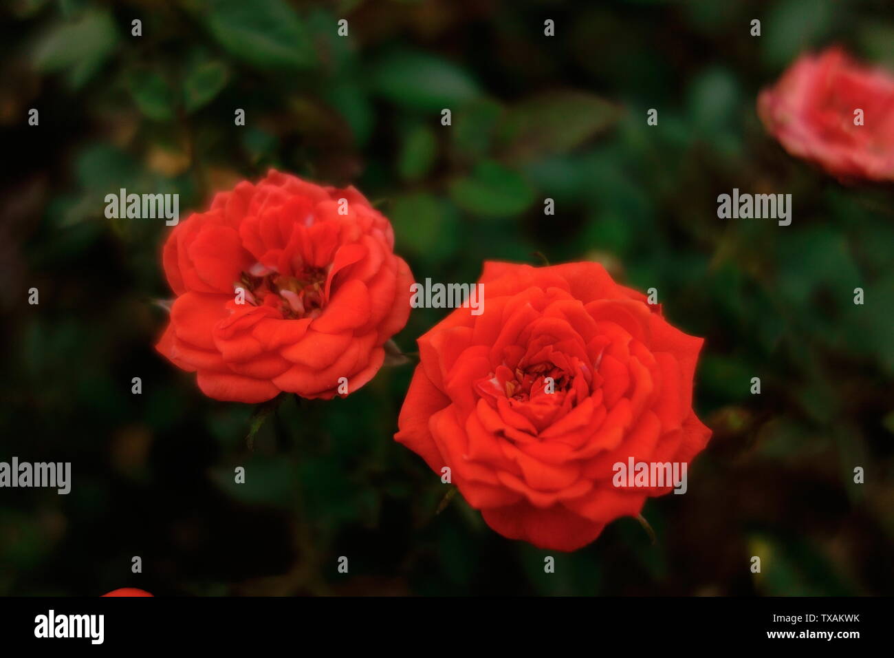Red moon flower Stock Photo Alamy