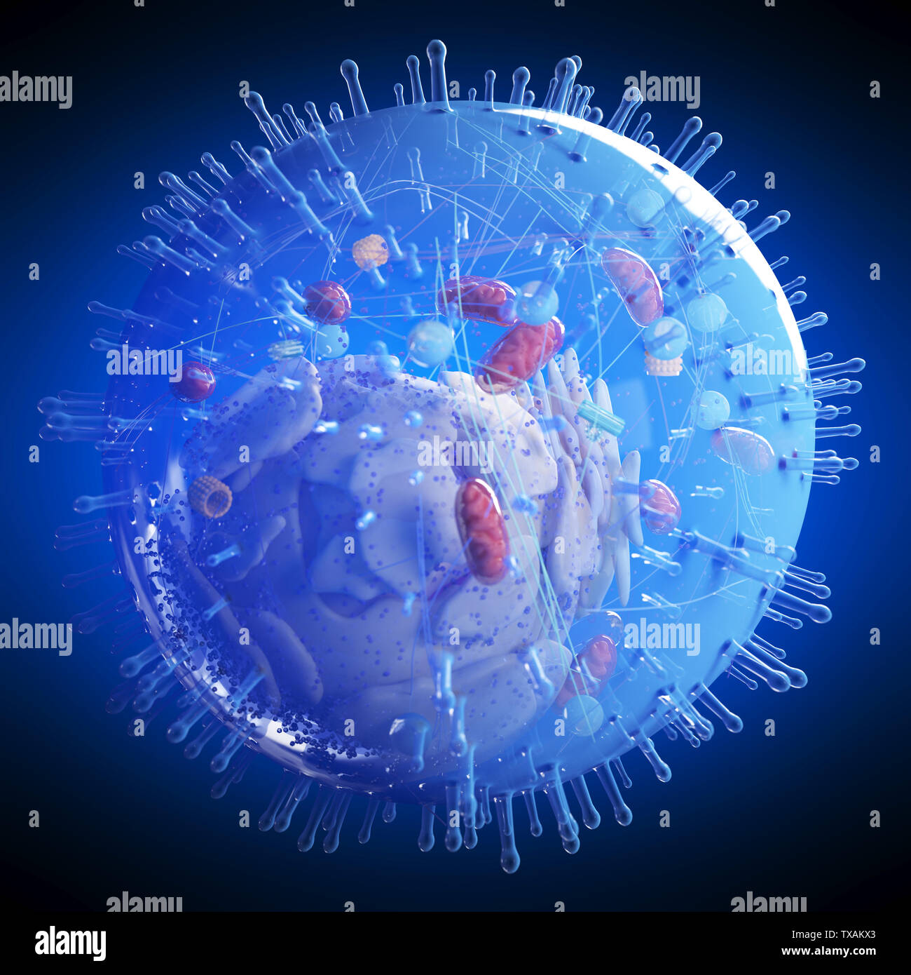3d rendered medically accurate illustration of a human cell Stock Photo
