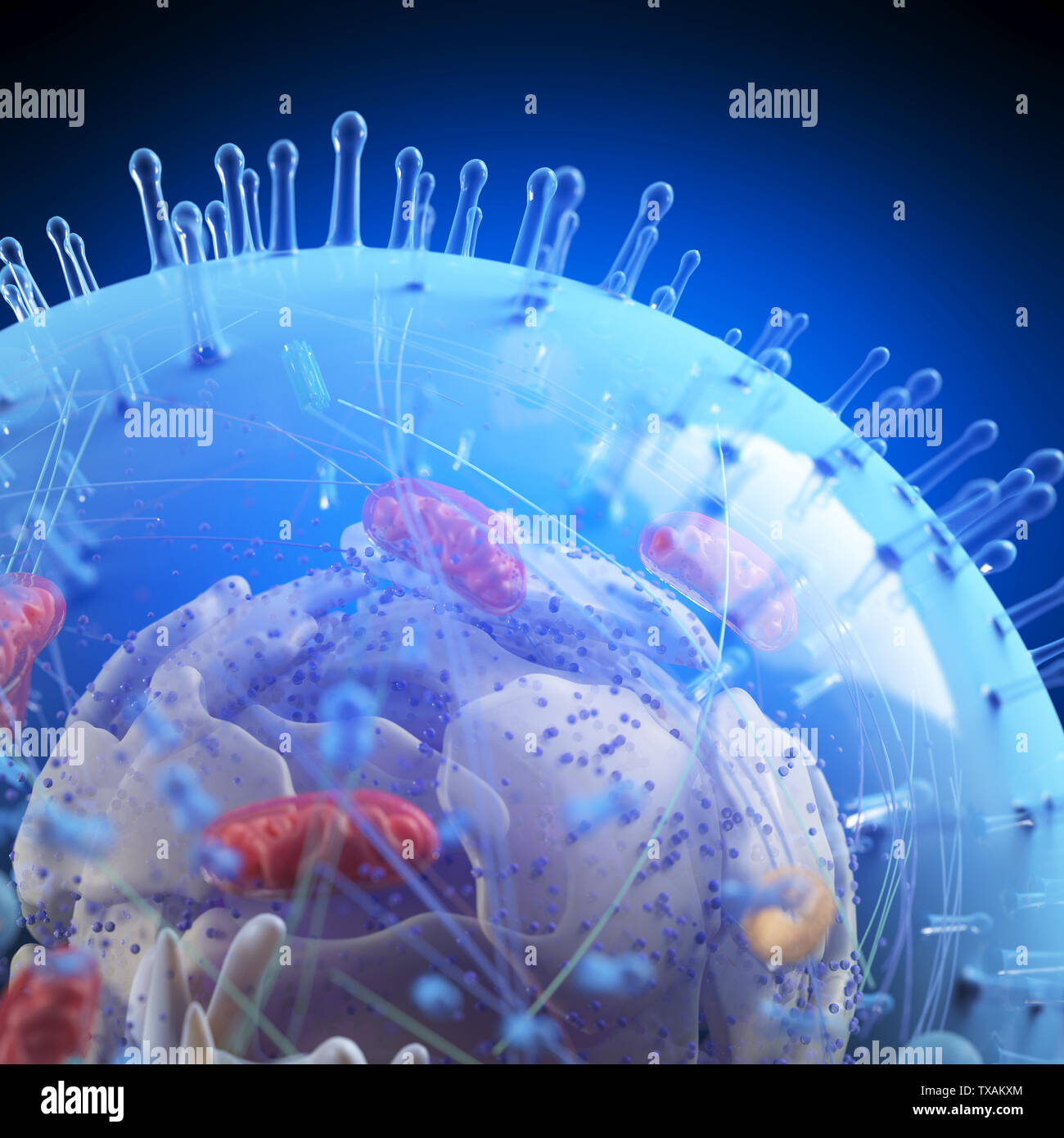 3d rendered medically accurate illustration of a human cell Stock Photo