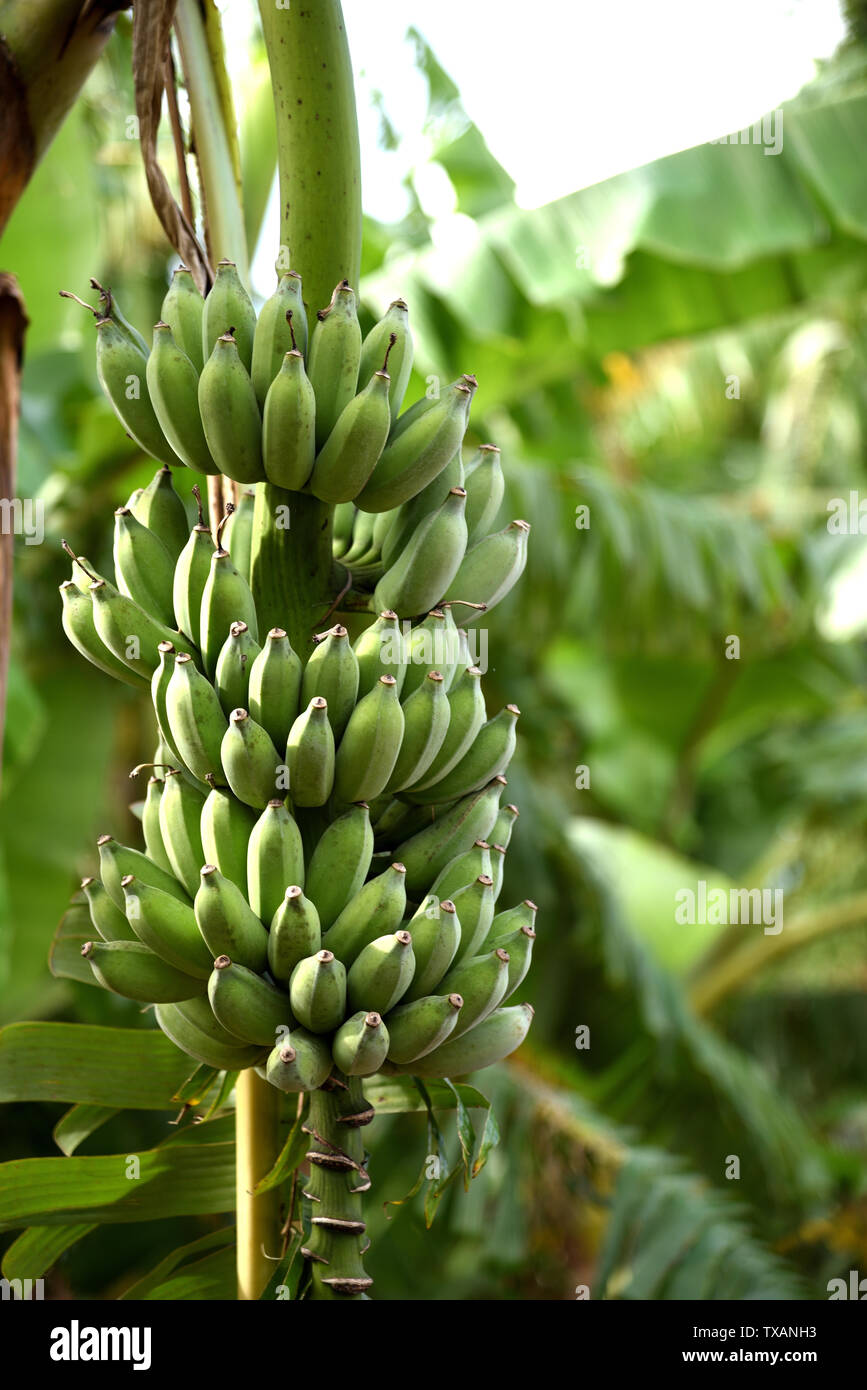 U mushukchaga banan tiqdi.