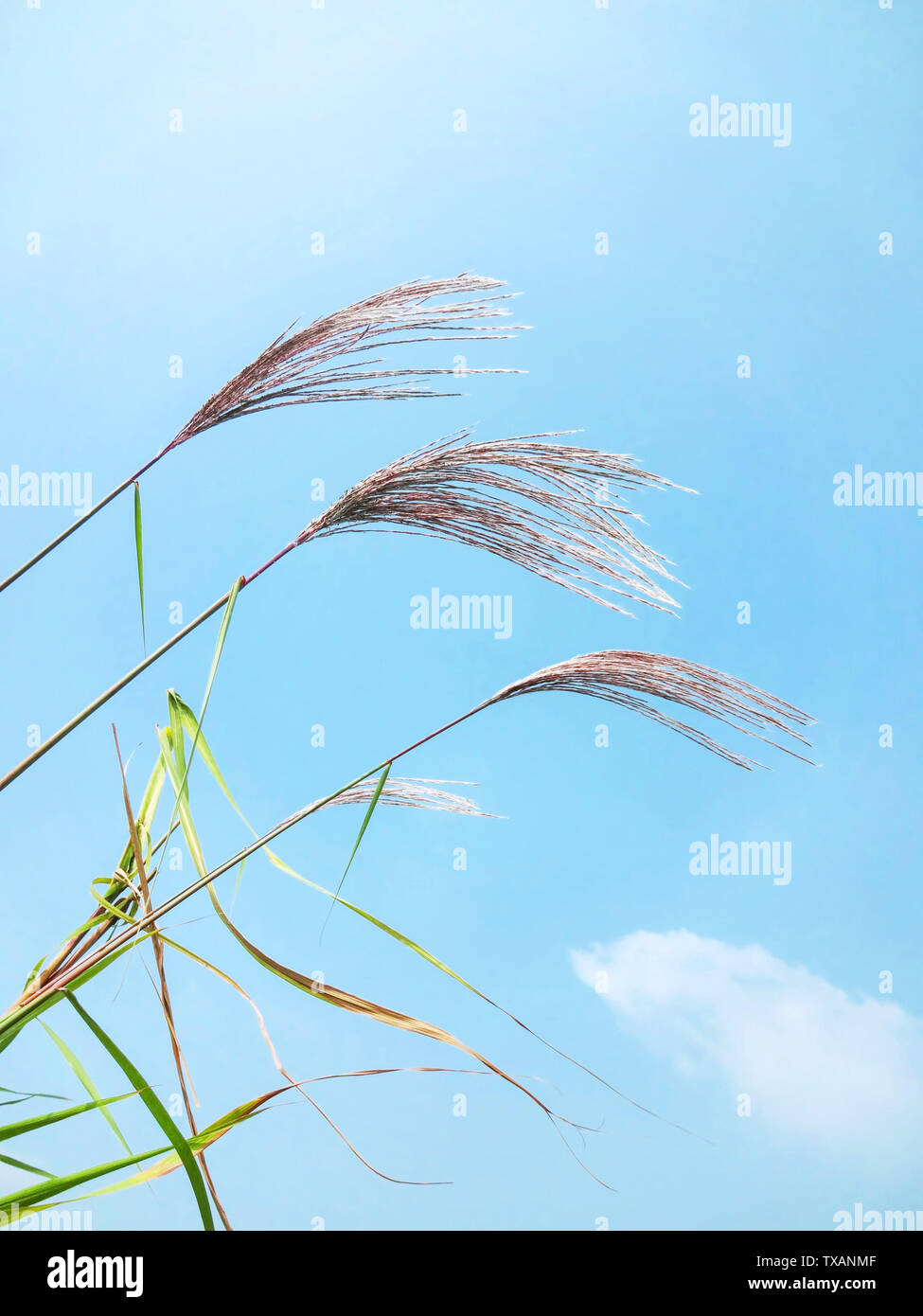 Reed plants with fruits hi-res stock photography and images - Alamy