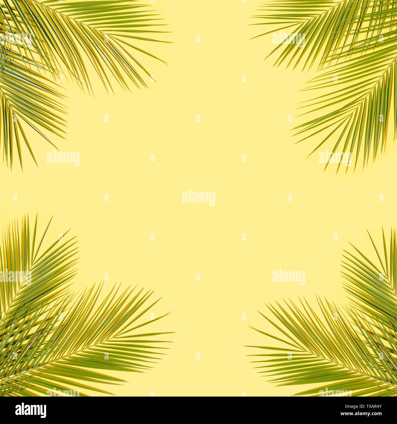 Green palm leaves on yellow background Stock Photo - Alamy