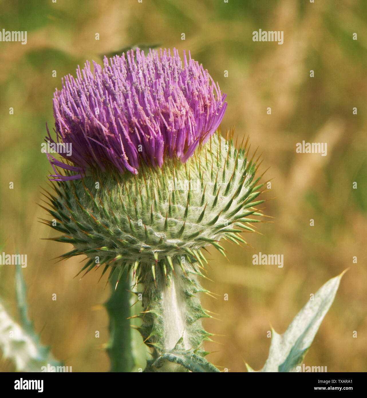 Eselsdistel (Onopordum acanthium) / *Aufnahmeort: Deutschland, Rheinland-Pfalz, SÃ¼dpfalz, BÃ¤renbrunner Tal; FrÃ¼hsommer 2005; Own work (Original text:  selbst erstellt); RÃ¼diger Kratz, bei Nennung des Bildautors ist das Bild gemeinfrei; Stock Photo