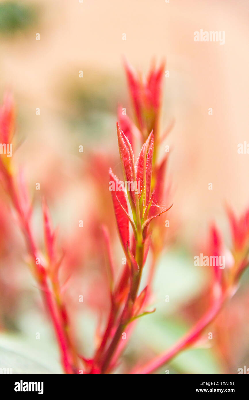 Red leaves, buds in the south of the city. Stock Photo