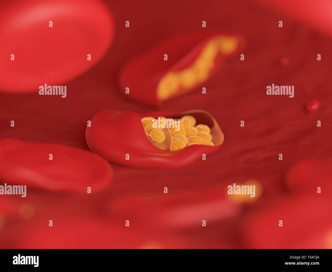 3d rendered illustration of malaria infected blood cells Stock Photo