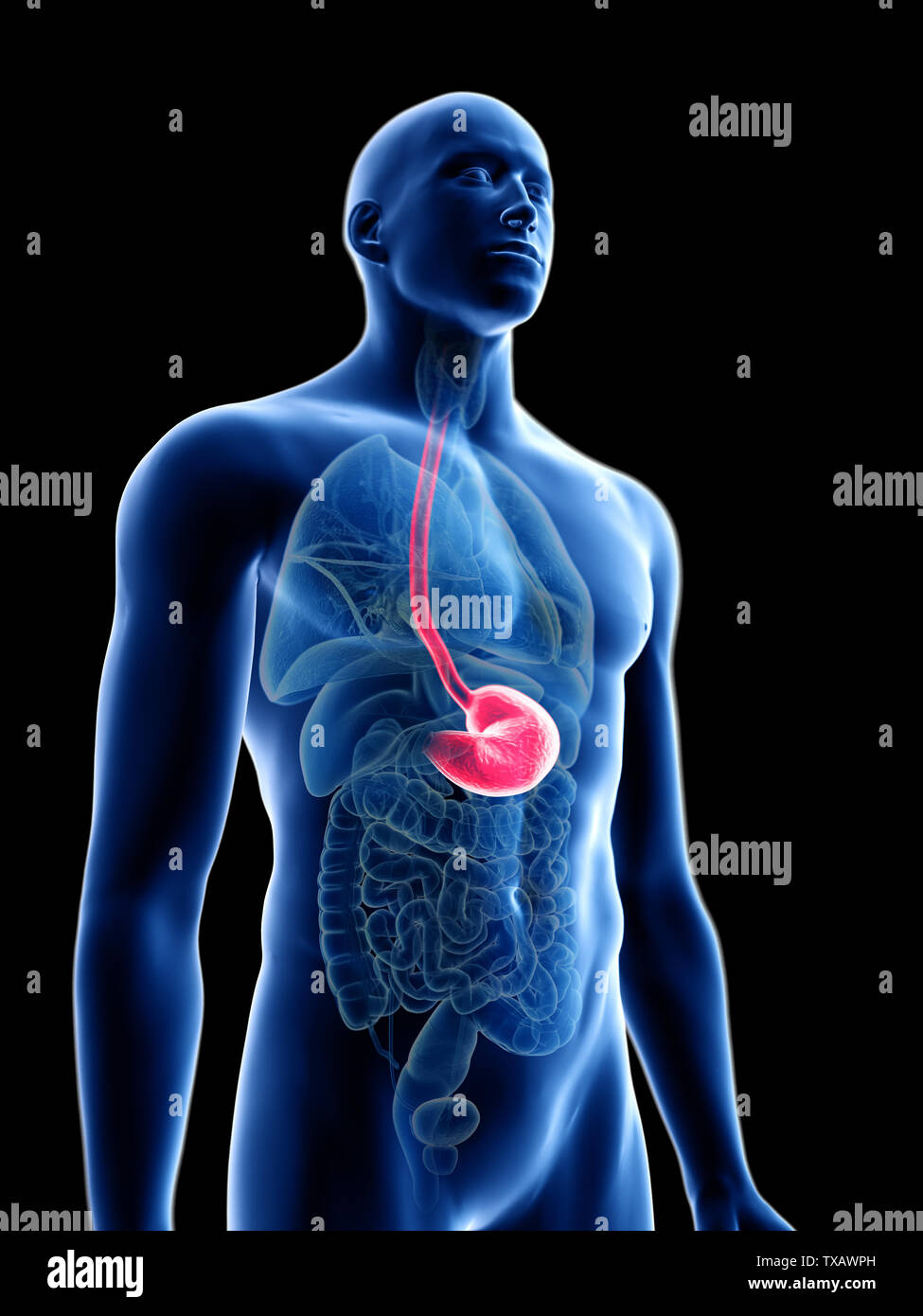 3d rendered medically accurate illustration of a mans stomach Stock ...