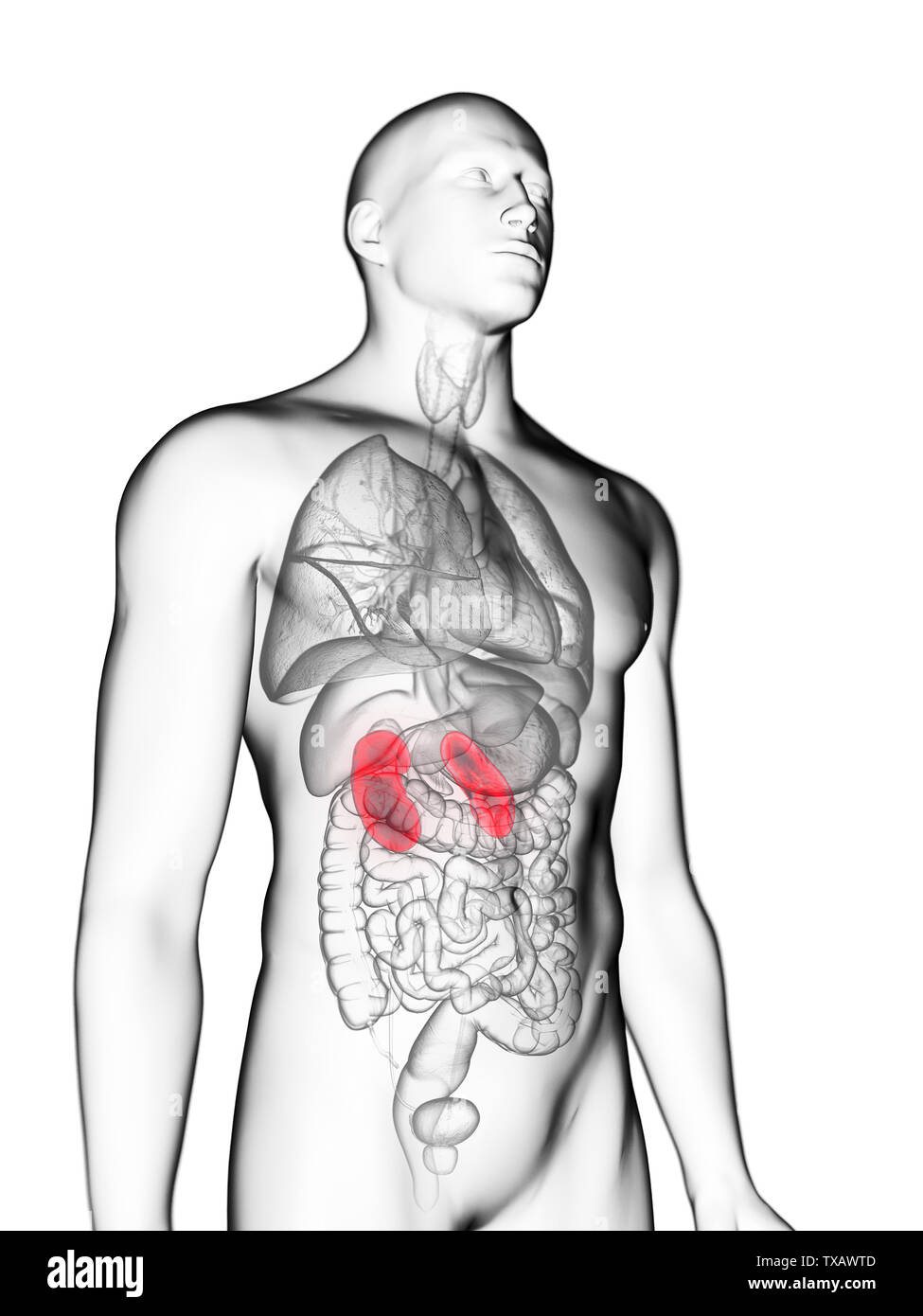 3d rendered medically accurate illustration of a mans kidneys Stock ...