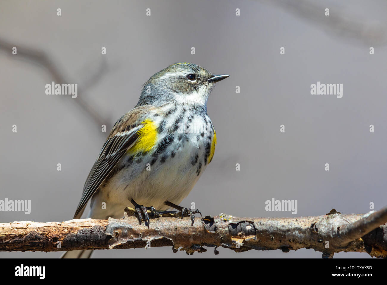 Female yellow-rumped warbler in northern Wisconsin. Stock Photo