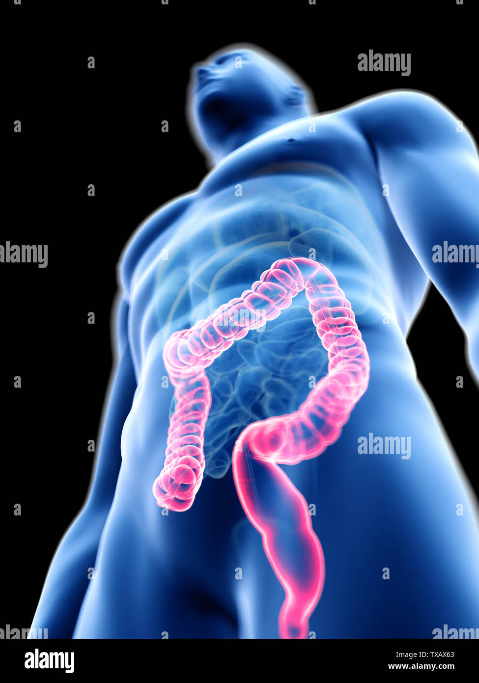3d rendered medically accurate illustration of a mans colon Stock Photo