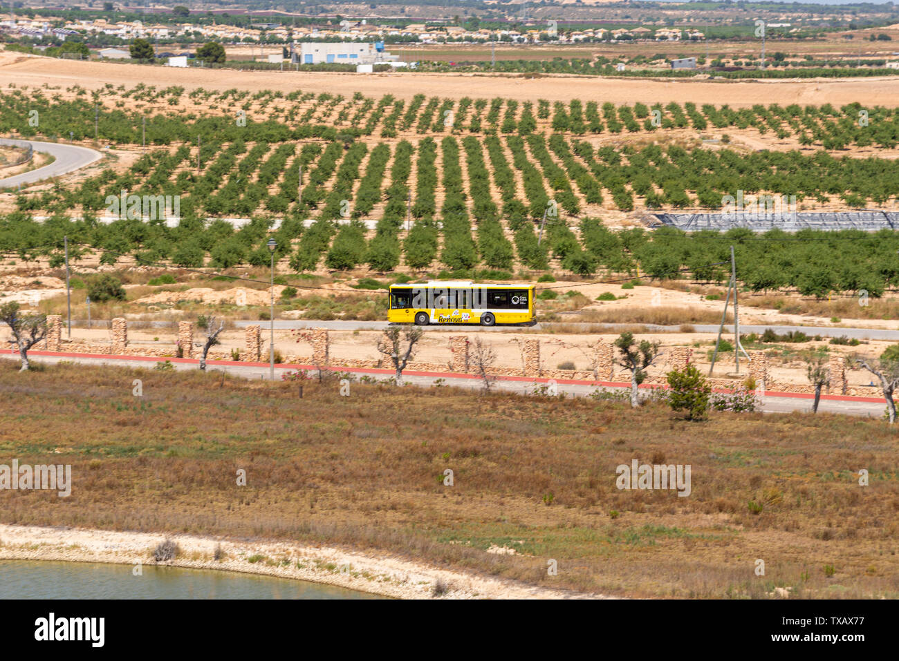 Yellow Latbus bus traveling through the Murcia countryside passing rows of lemon or orange fruit trees, bushes, crops, grove, groves. Lat Costa Calida Stock Photo
