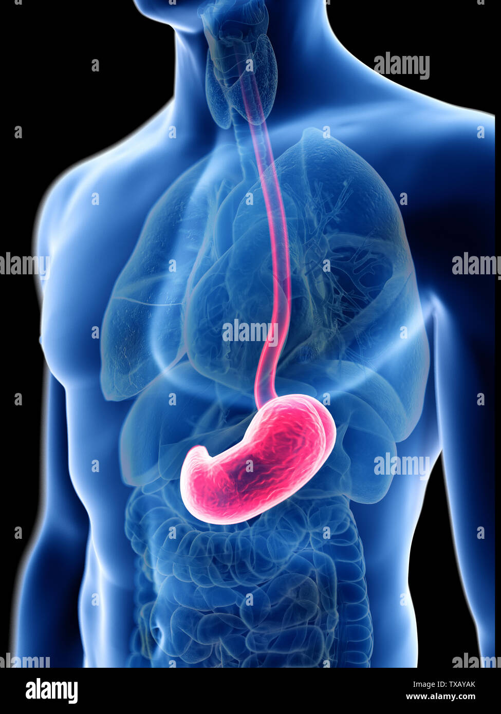 3d rendered medically accurate illustration of a mans stomach Stock ...