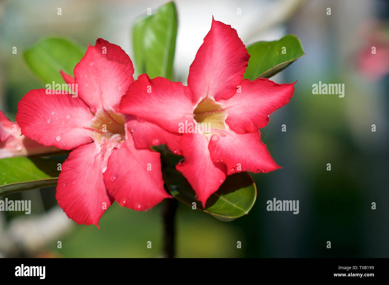 Close up picture of some beautiful desert rose flower (Also called Impala Lily, Mock Azalea, Pink adenium) with blurred background Stock Photo