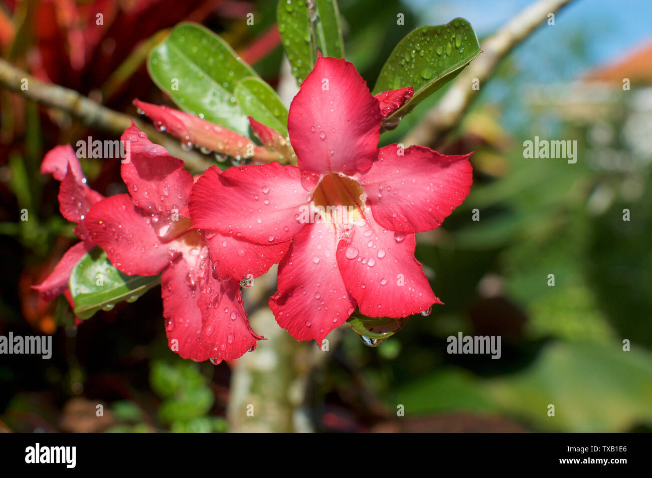 Pink Adenium Flower High Resolution Stock Photography and Images - Alamy