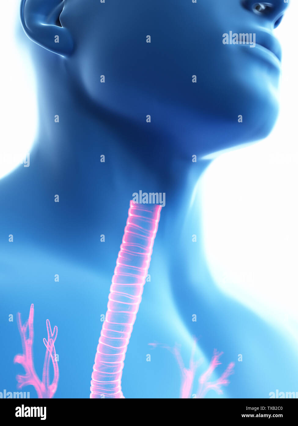 3d rendered medically accurate illustration of a mans Stock Photo - Alamy