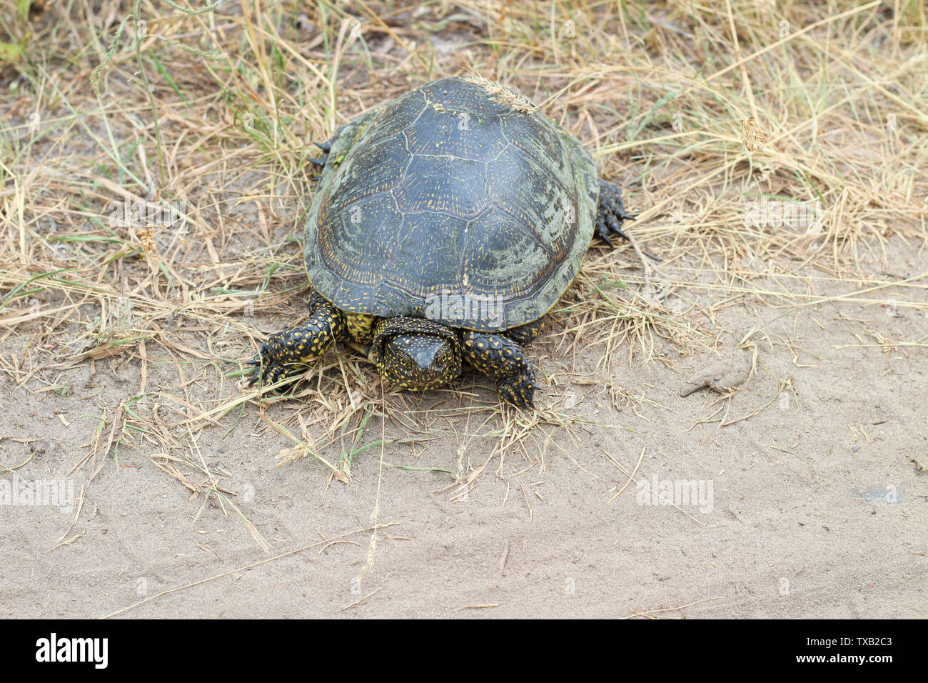 Country turtle hi-res stock photography and images - Alamy