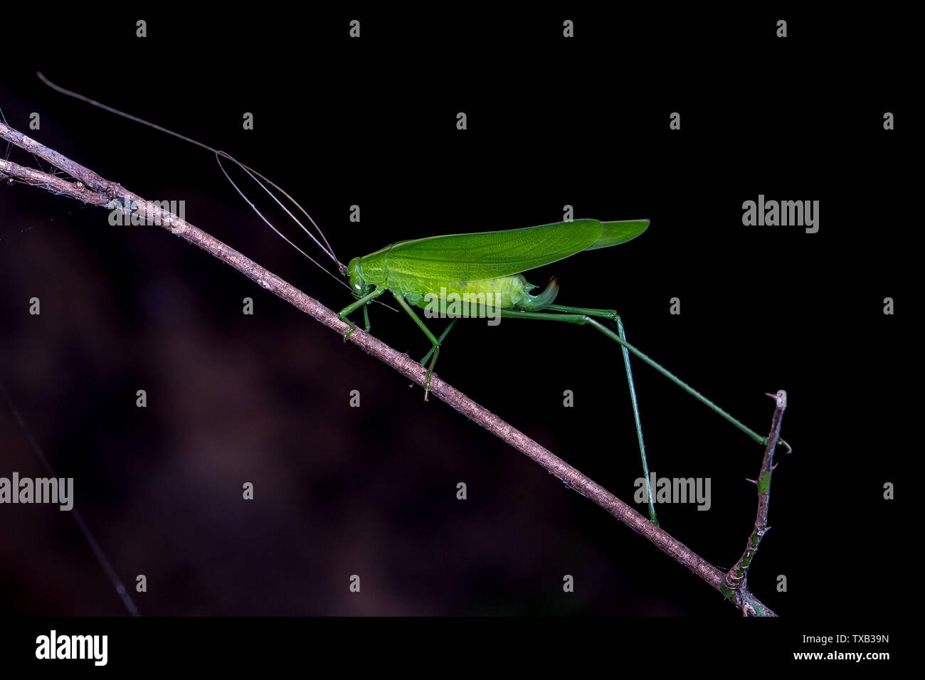 Crickets, katydids, Stock Photo Alamy