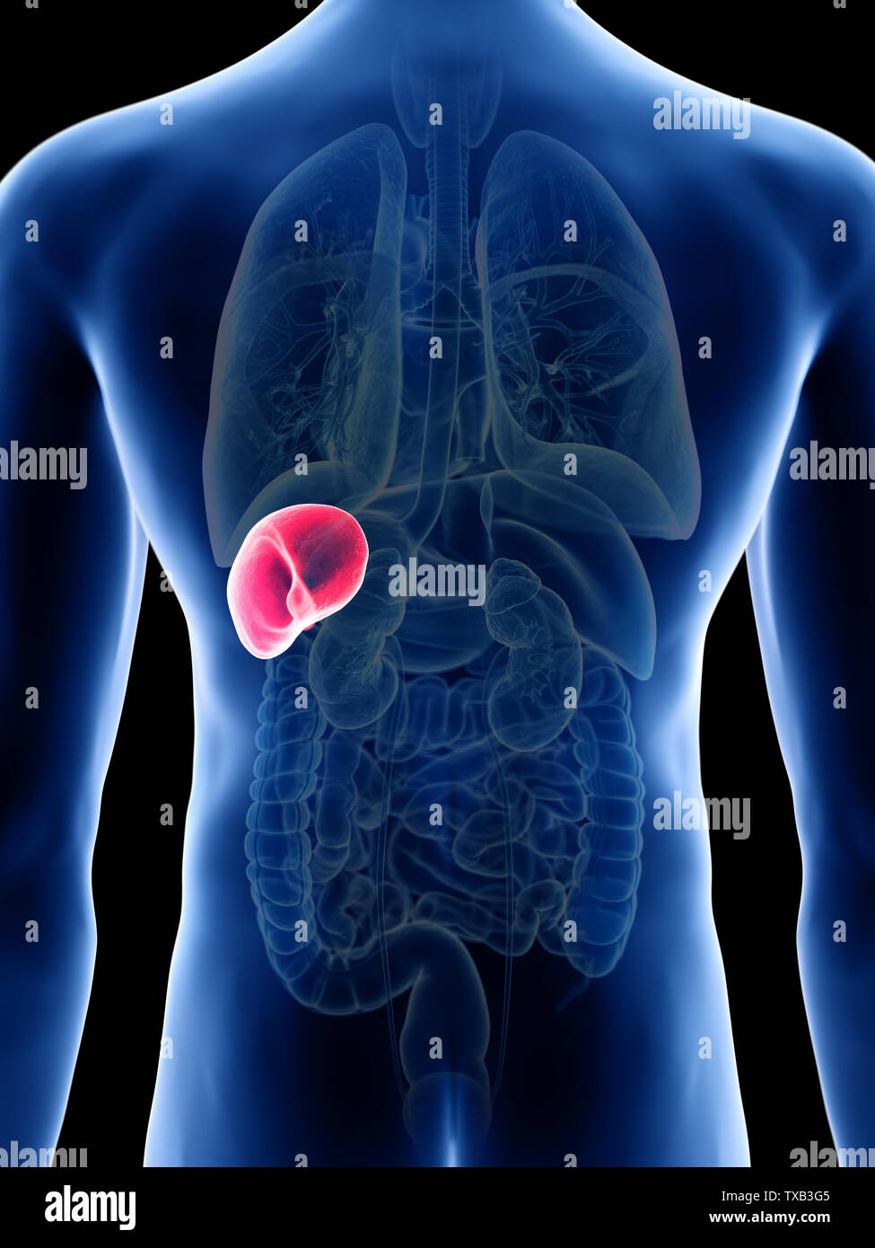 3d rendered medically accurate illustration of a mans spleen Stock ...