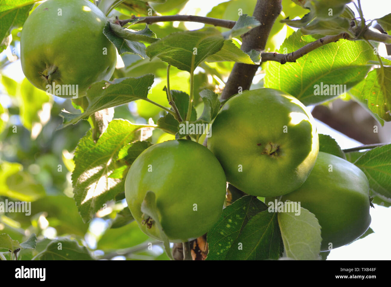 Malus pumila, granny smith apples on the branche Stock Photo