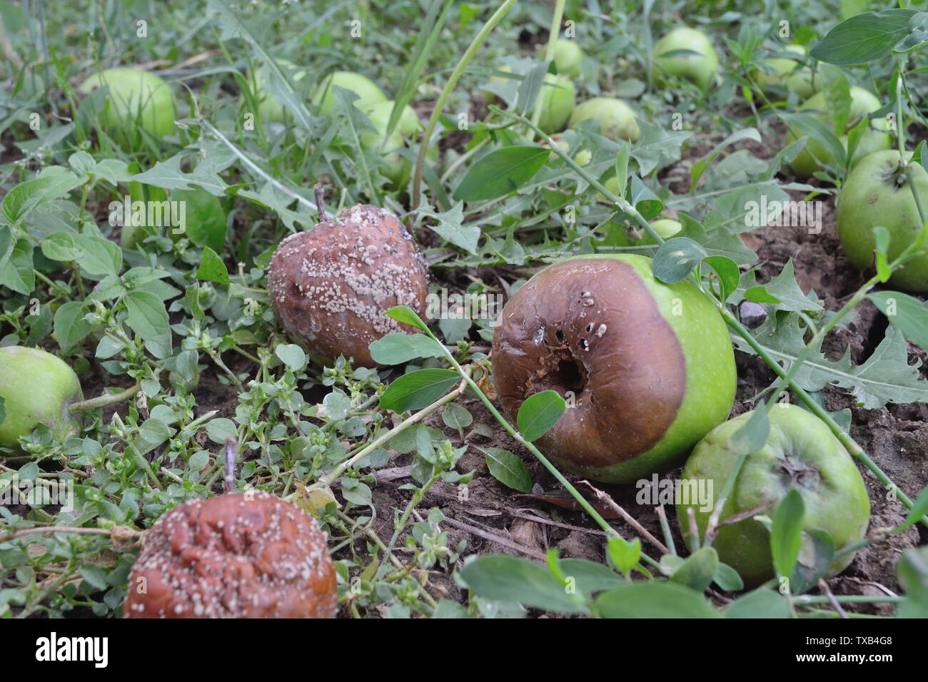 Apples on the ground fallen from the tree, Monilia laxa (Monilinia laxa) infestation Stock Photo