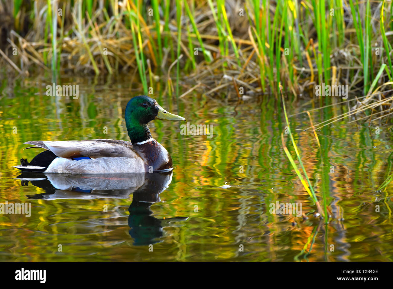 A male mallard duck 'Anas platyrhynchos', swimming in the colorful reflecting water of a calm beaver pond near Hinton Alberta Canada Stock Photo
