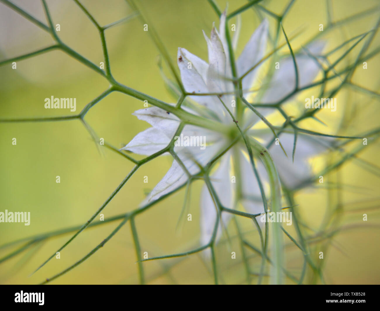 White nigella sativa flower Stock Photo