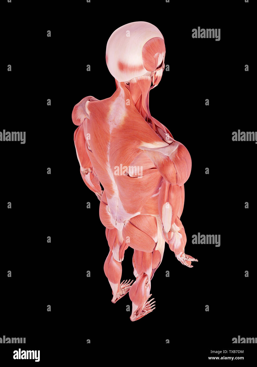 3d rendered medically accurate illustration of the human muscles Stock ...