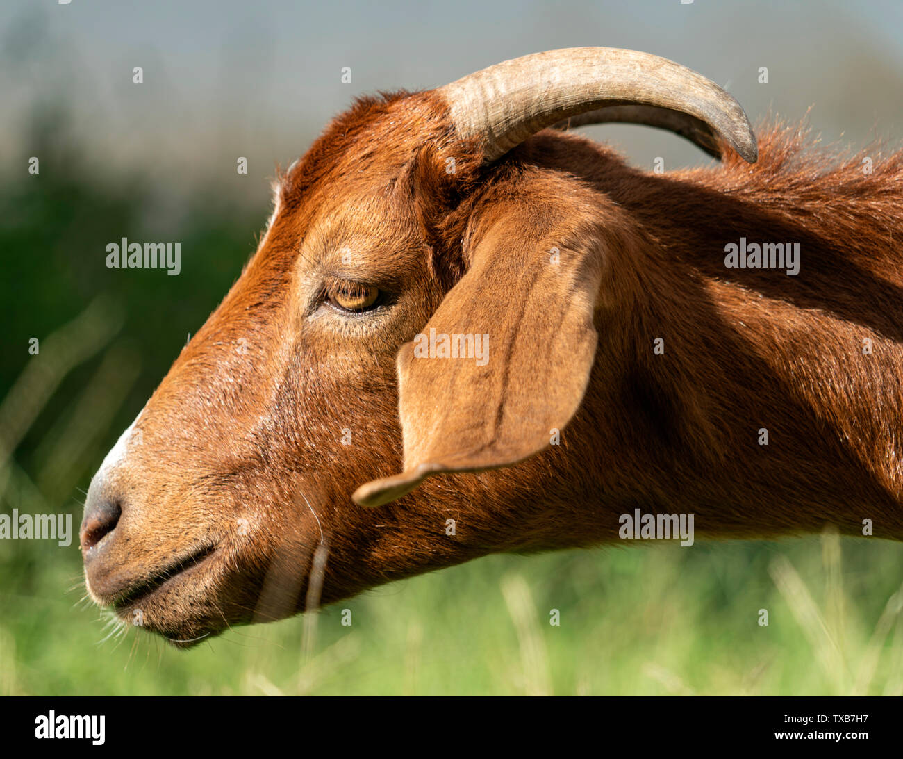 Random portraits hi-res stock photography and images - Alamy