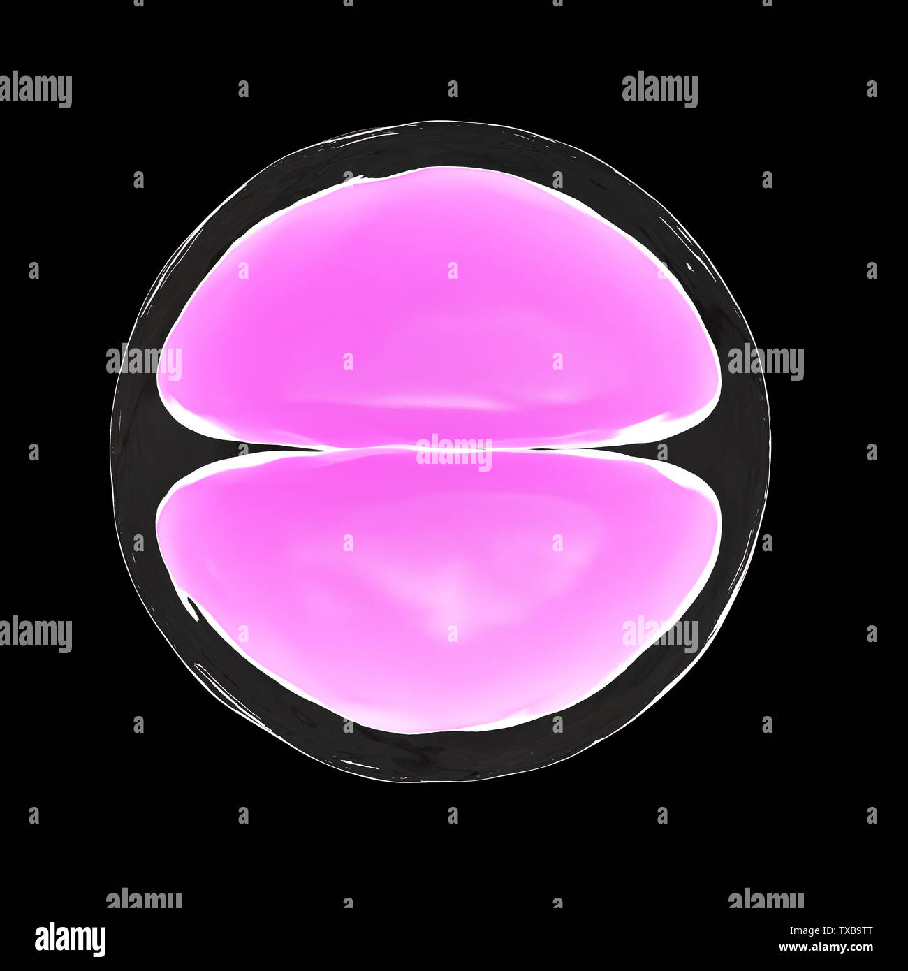 Egg cell structure hi-res stock photography and images - Alamy