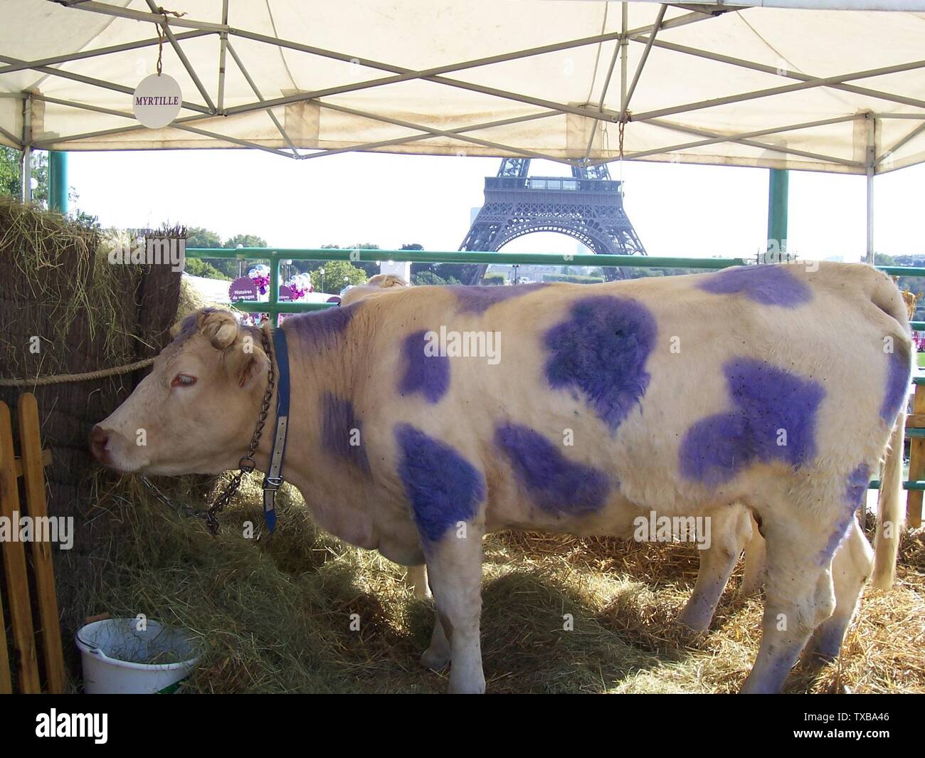 Milka Stock Photos Milka Stock Images Page 3 Alamy
