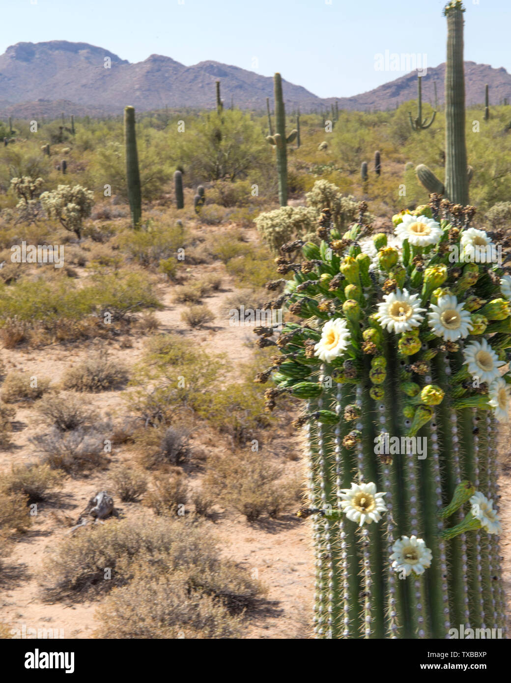 Saguaro cactus fruit and flowers hi-res stock photography and images ...