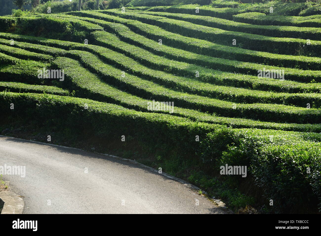 Tea garden scenery Stock Photo - Alamy