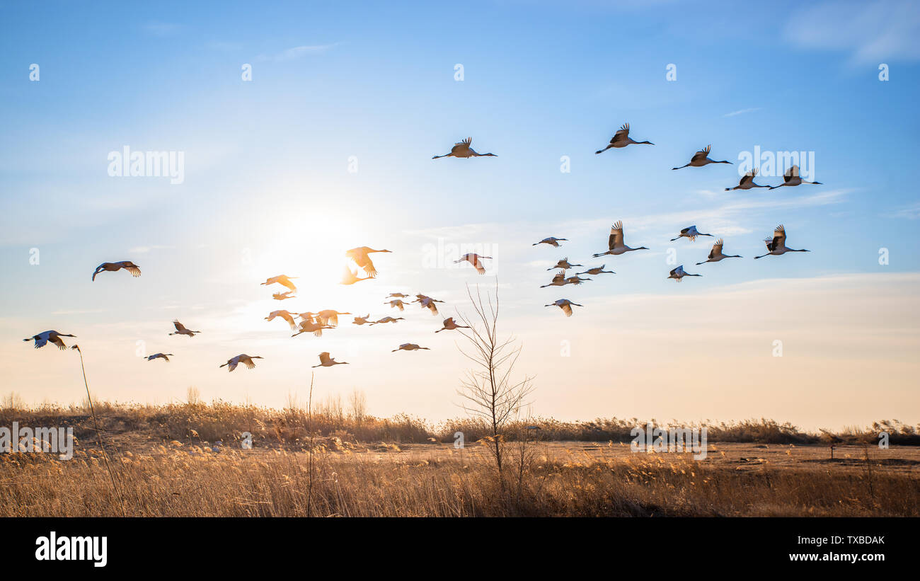 Red crowned crane flying sunset hi-res stock photography and images - Alamy