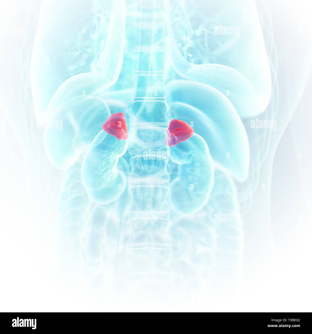 Human Adrenal Glands High Resolution Stock Photography and Images Biology Diagrams