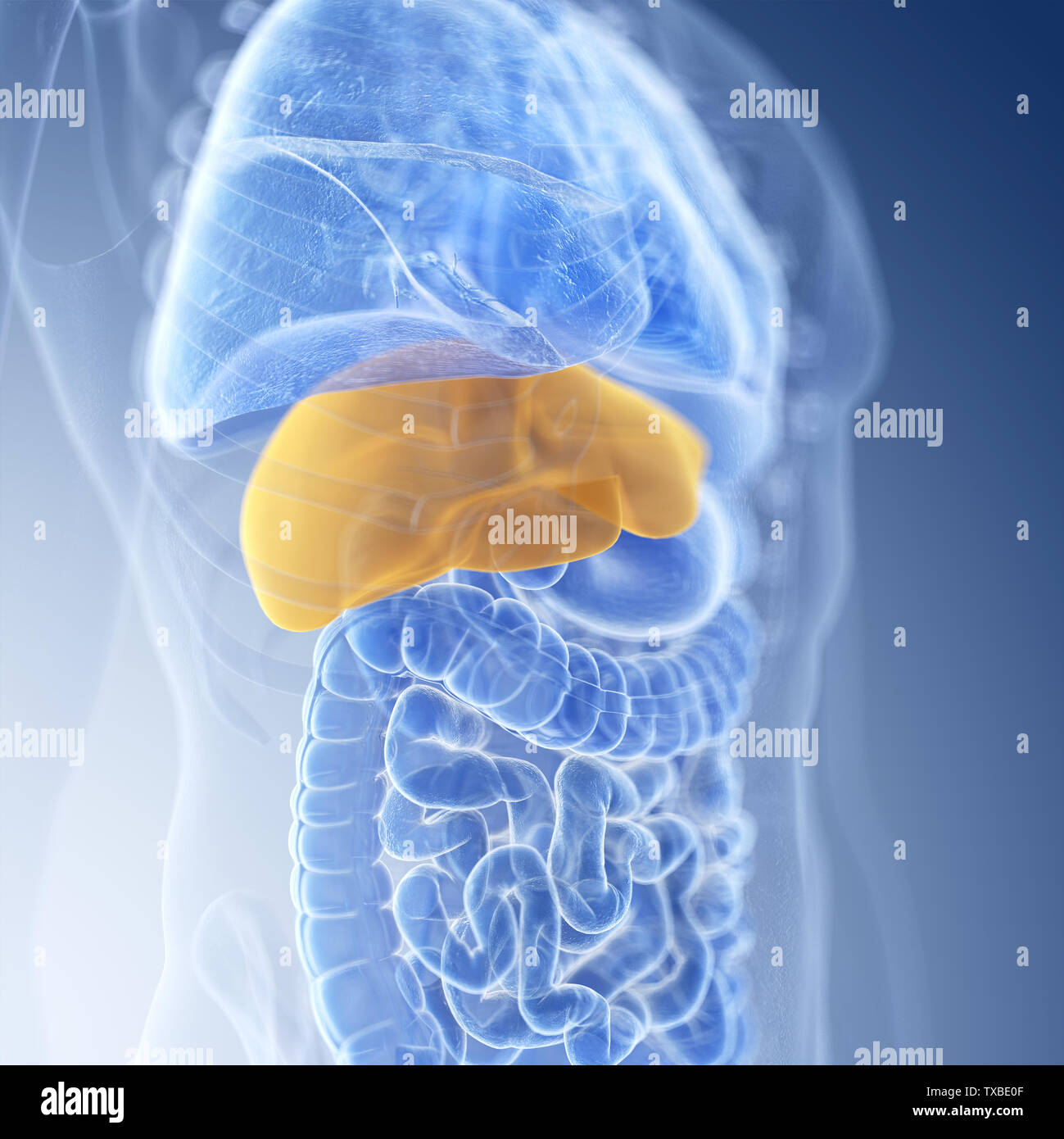 3d rendered medically accurate illustration of the liver Stock Photo ...
