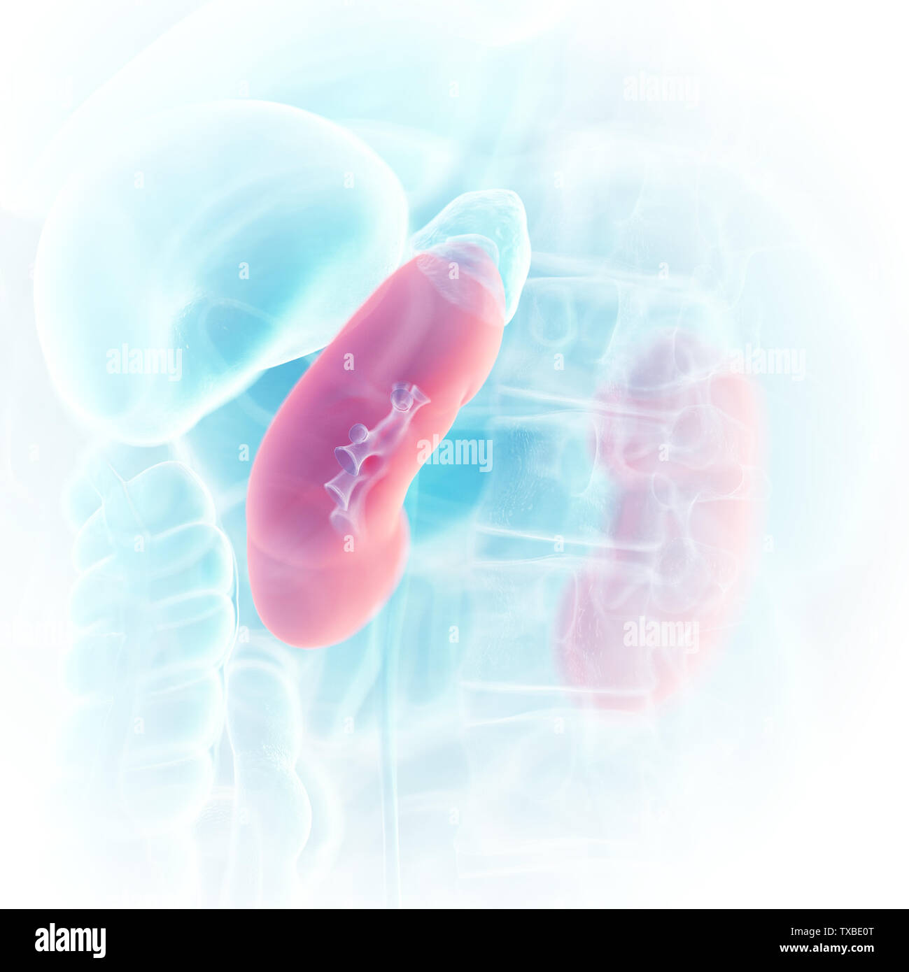3d rendered medically accurate illustration of the kidneys Stock Photo ...