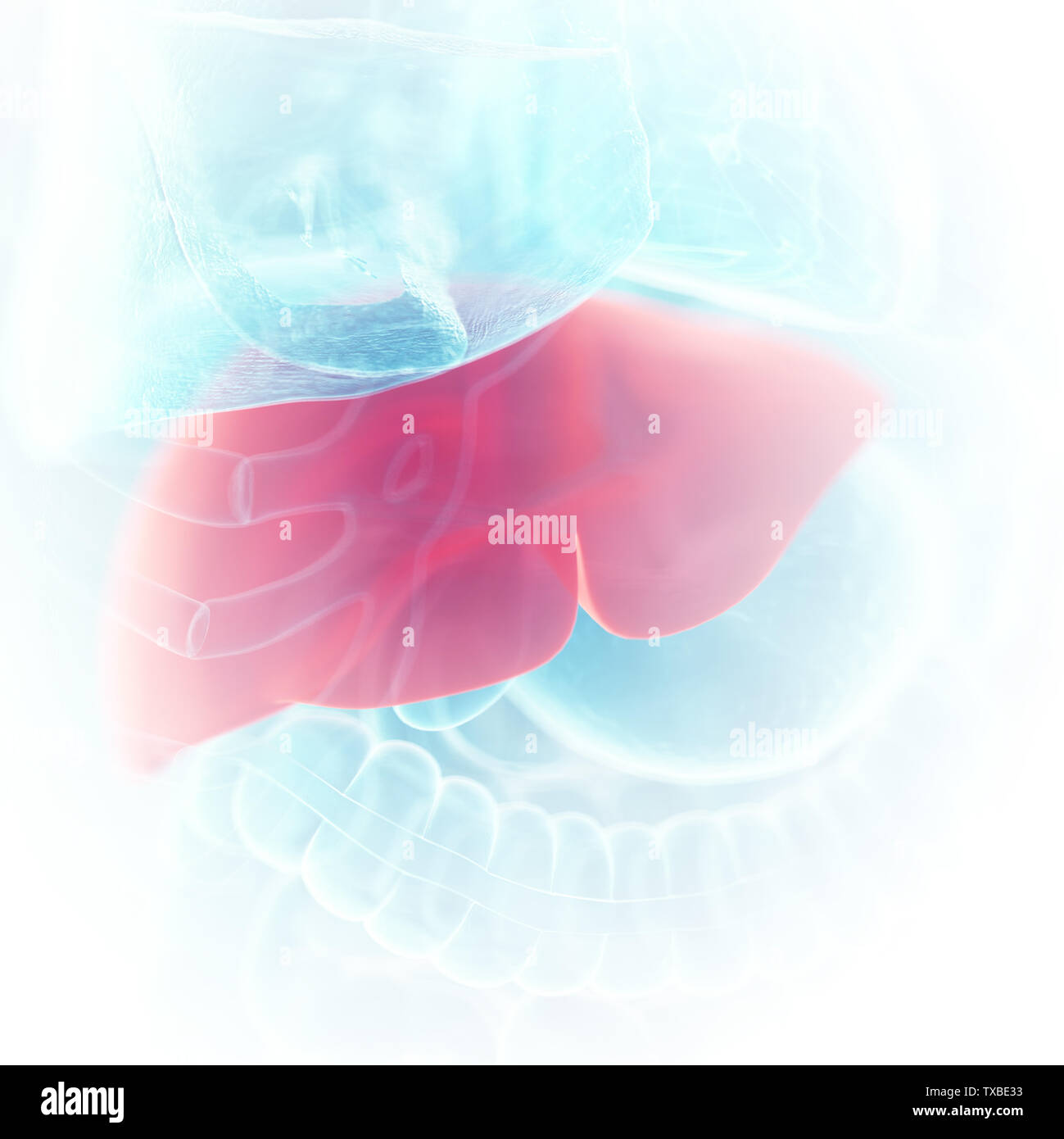 3d rendered medically accurate illustration of the liver Stock Photo ...