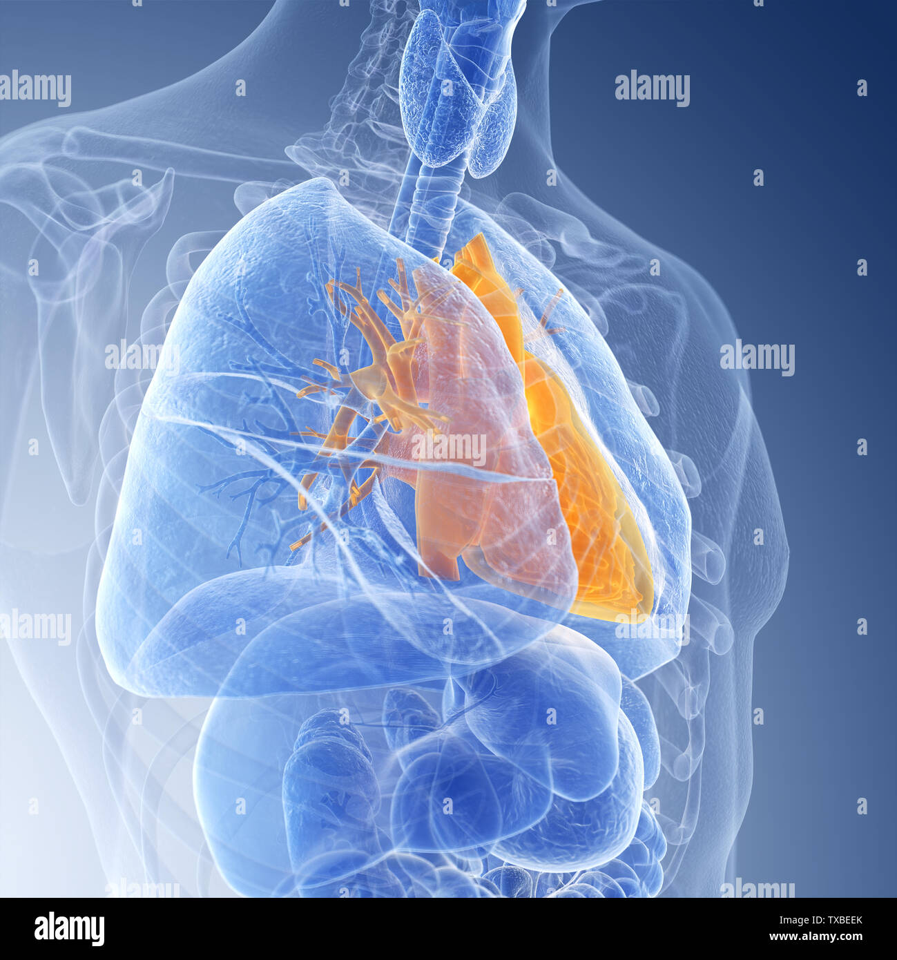 3d rendered medically accurate illustration of the heart Stock Photo ...