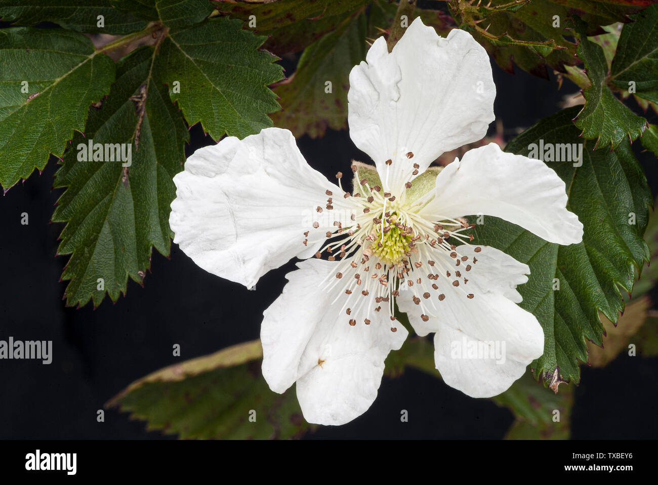 Closeup image of a white blackberry flower taken outdoors on the bush showing leaves and stamens Stock Photo