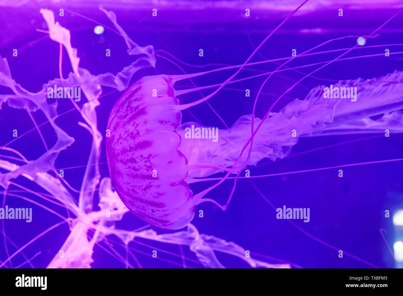 Shanghai Haichang Ocean Park jellyfish Stock Photo Alamy