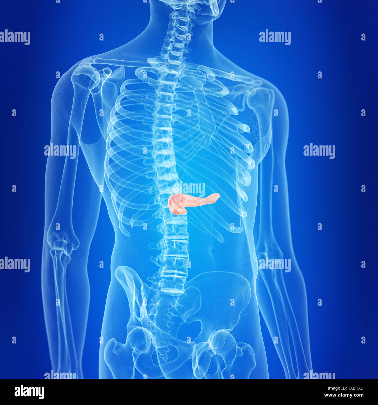 3d rendered, medically accurate illustration of the pancreas Stock ...