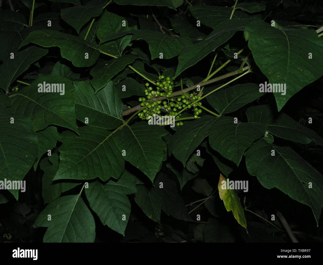 A picture I took of a giant poison ivy vine with berries. Poison ivy has three leaves that look