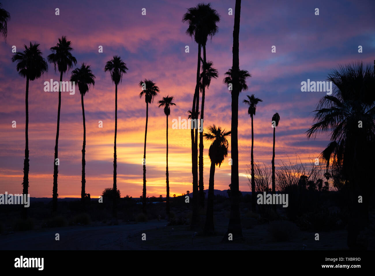 Silhouetted palm trees at sunrise in Borrego Springs, California in the desert Stock Photo
