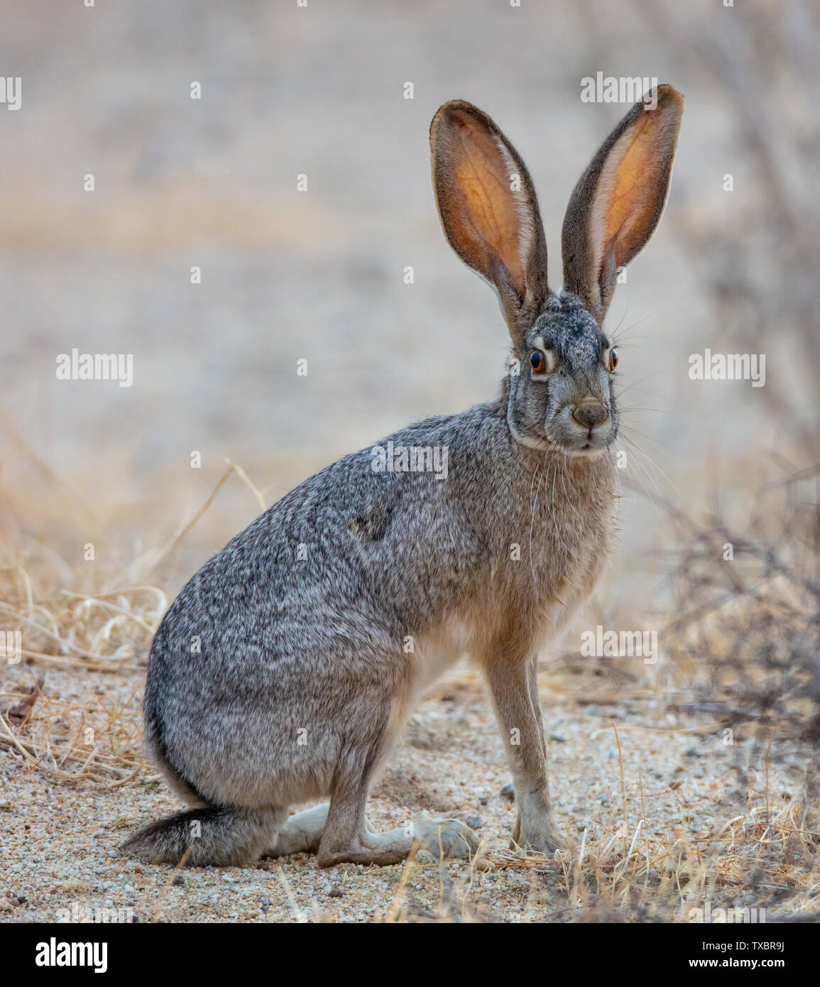 A beautiful black-tailed jackrabbit (Lepus californicus) or American desert hare sits in the sand of Borrego Springs, Californiaåç Stock Photo