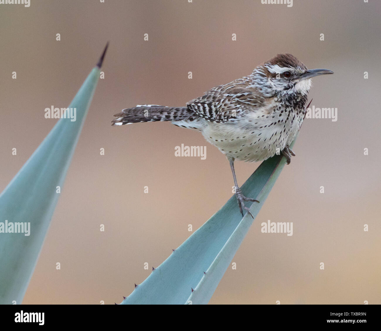 A cactus wren (Campylorhynchus brunneicapillus) sits on the end of an aloe leaf in Borrego Springs, California Stock Photo