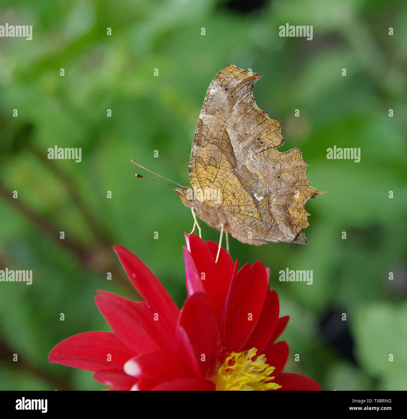 E aureum hi-res stock photography and images - Alamy