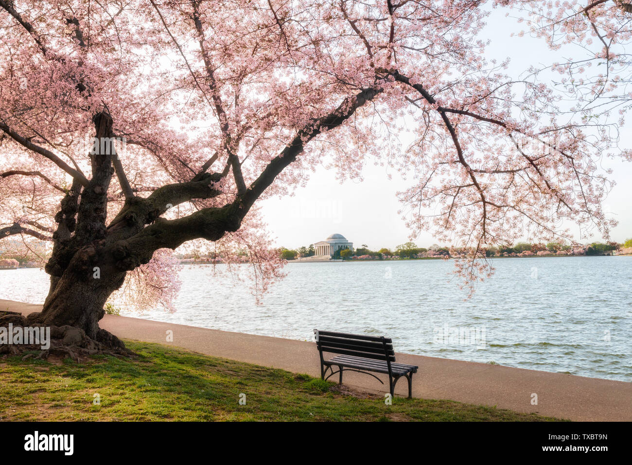 The beautiful cherry blossoms bloom every year on the banks of the tidal  lake, sitting under the cherry blossom tree overlooking the Jefferson  Memorial on the other side, which is more comfortable