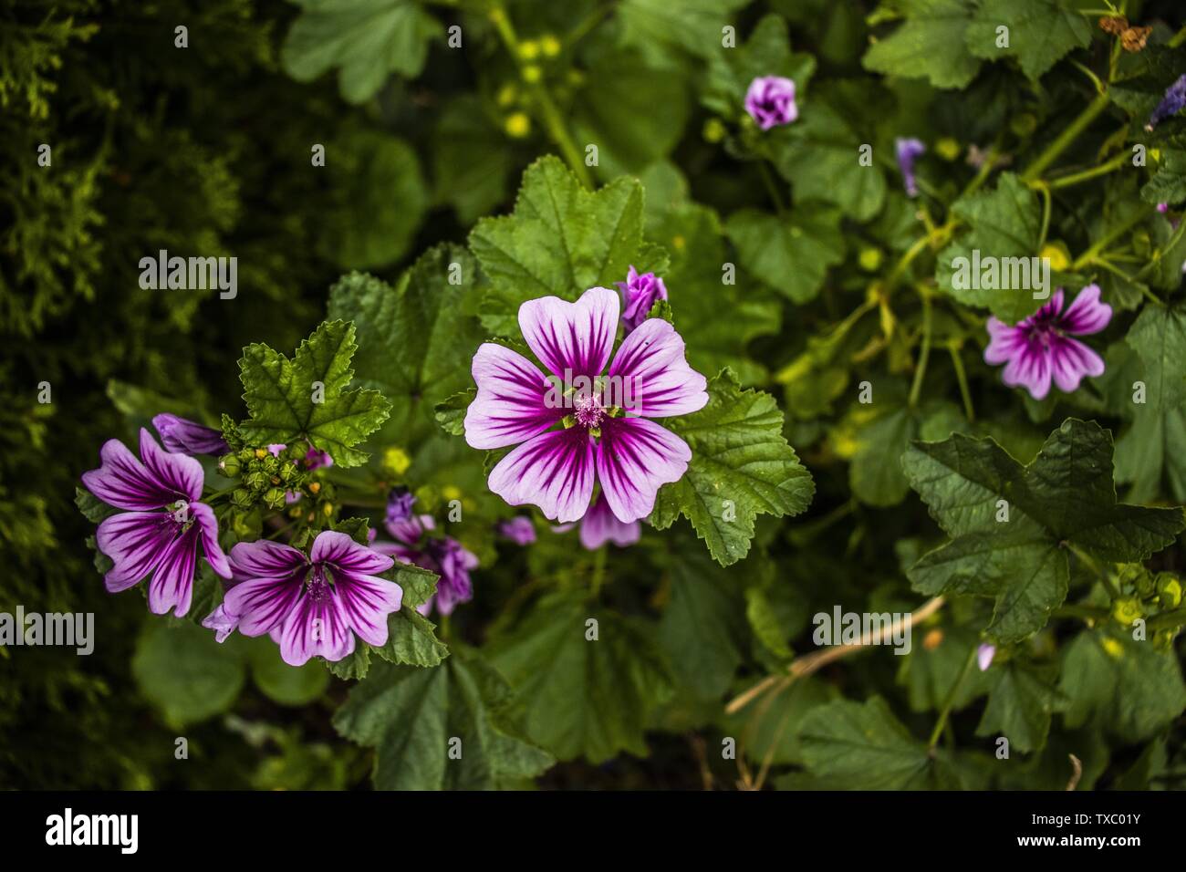 Close up shot of purple flowers and green leafs in the background Stock ...